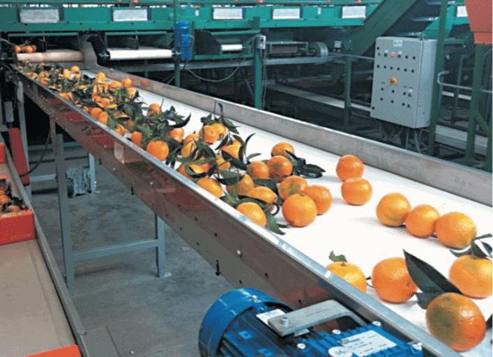 PVC Belt Conveyor Industri Sayur Dan Buah